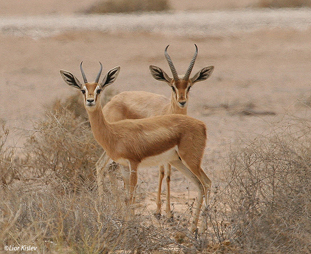 צבי נגב Dorcas Gazelle Gazella  dorcas                                      המישר אפריל 2006